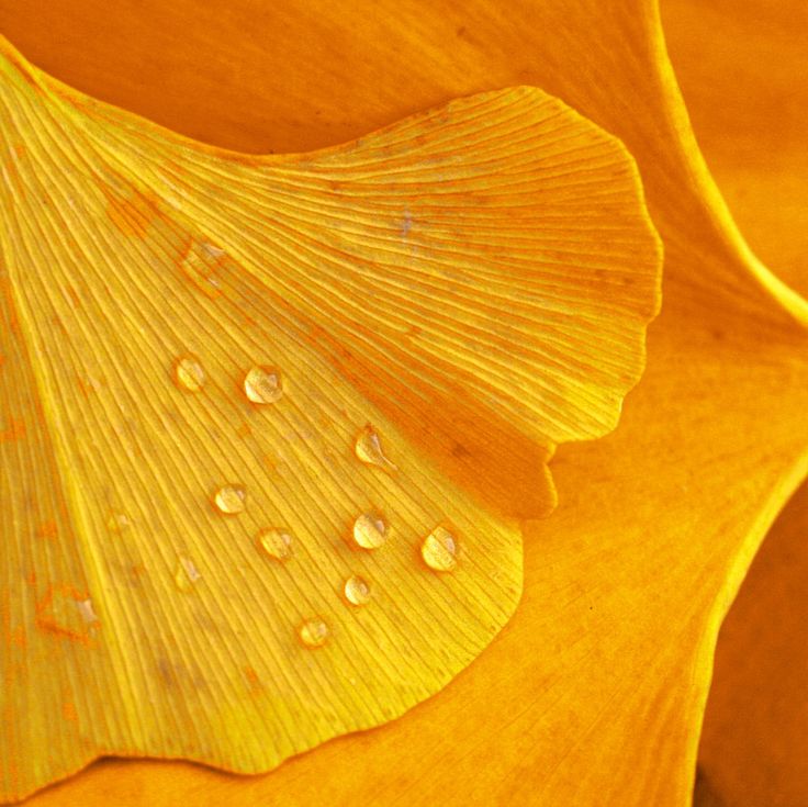 Ginkgo Biloba : Un Actif Naturel pour la Croissance des Cheveux