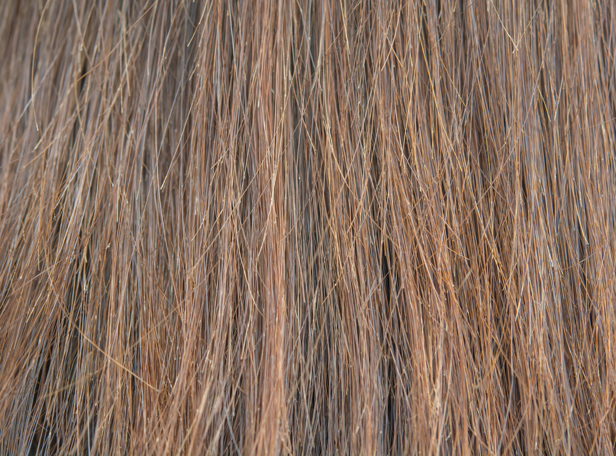 Cheveux secs ? Et si le problème venait de l’intérieur ?